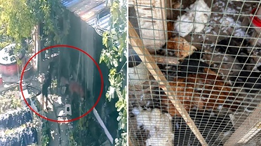 Kümese giren sokak köpekleri dehşet saçtı