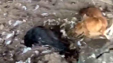 Mudanya'da Sokak Köpekleri Tavukları Telef Etti