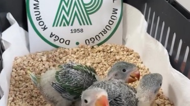 Bursa'da 3 İskender Papağanı Kurtarıldı