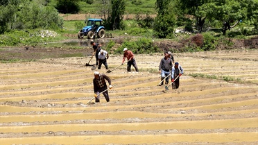 Bitlis'te Geleneksel Pirinç Üretimi