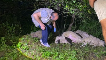 Bursa'da yıldırım düştü, 6 koyun öldü