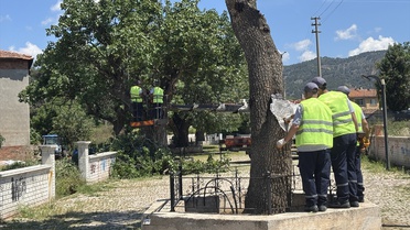 Menengiç Ağaçlarına Bakım