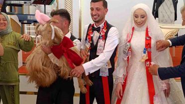Düğünde Takı Yerine Keçi Hediye Edildi