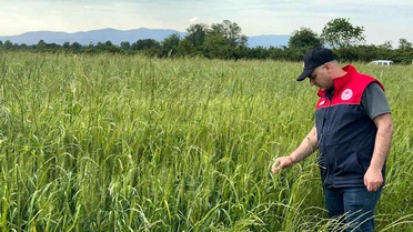 Düzce'de Yem Bitkileri Kontrolü