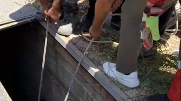Bodrum'da Eşek İtfaiye Ekipleri Tarafından Kurtarıldı
