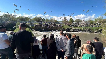 İnci Kefali Göçü Turistleri Ceziyor