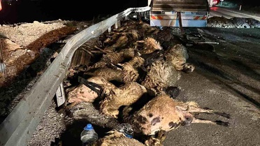 Erzincan'da Tır Kazası: 60 Koyun Telef Oldu