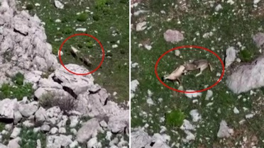 Tunceli'de nefes kesen görüntü! Kurtlar, yaban keçisini böyle avladı