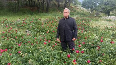 Kızılören'de Ayı Gülü Çiçek Açtı