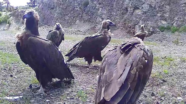 Nadir Kara Akbaba Kıbrıscık'ta Görüntülendi