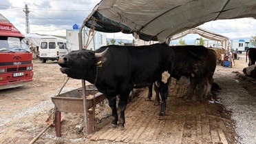 Kayseri'de Kurban Kesim Sayısı Artış Gösterdi