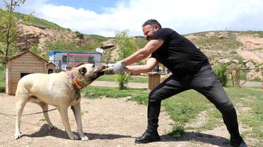 Kangal, Çene Basıncında Aslanı Geride Bıraktı