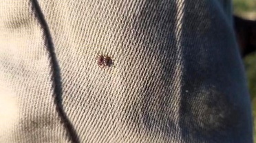 Kenelere karşı besiciler uyarıldı