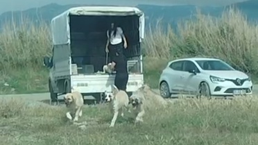 Kuşların doğal alanına kamyonetle çok sayıda köpek bıraktılar