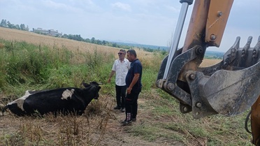 Çamura Saplanan İnek Kurtarıldı