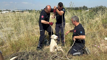 Oğlak Kanalizasyon Çukurundan Kurtarıldı