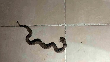 Siirt'te Yılan Paniği