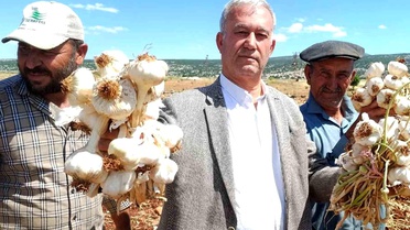 Araban Sarımsağı Hasadı Başladı