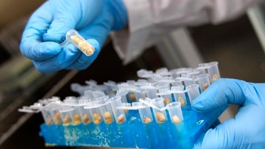 Çin'den Yüksek Proteinli Mısır Geliştirme Başarısı