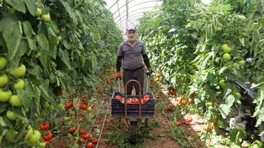 Kumluca'da Domates Hasadı Başladı