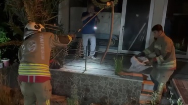 İskenderun'da Yılan Paniği