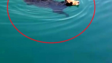 İskenderun'da gemiden kaçan angus denizde yüzdü