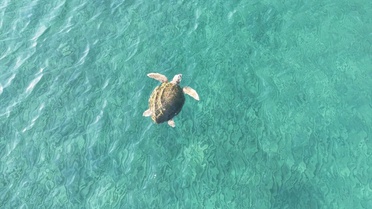 İztuzu'nda 100 Caretta Yuvası Bulundu