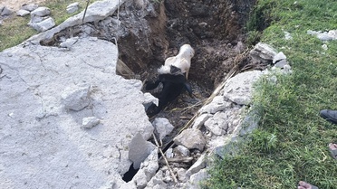Foseptik Çukuruna Düşen İnek Kurtarıldı