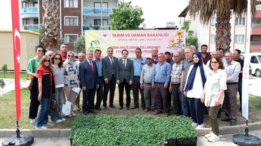 Aydın'da Geççi Domates Fidesi Dağıtımı