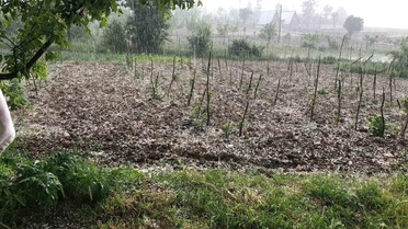 Bursa'da Dolu Tarım Arazilerini Vurdu