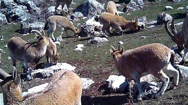Erzincan'da Yaban Keçileri Fotokapanla Görüntülendi