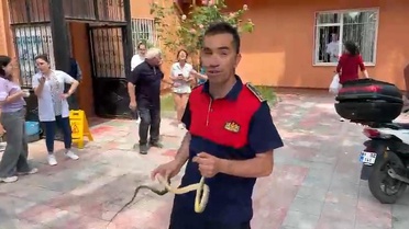 Sağlık ocağında yılan paniği
