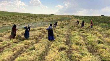 Şanlıurfa'da Mercimek Hasadı Başladı