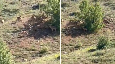 Elazığ'da koruma altındaki dağ keçileri sürü halinde görüntülendi