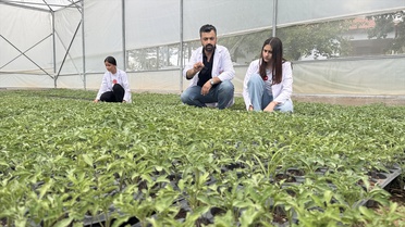 Ata tohumu domatesler ekonomiye katkı sağlıyor
