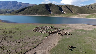 Göçerler, Bitlis Yaylalarına Göç Etti
