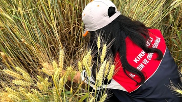 Kırklareli'nde Süne Mücadelesi Devam Ediyor