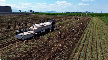 Adana'da Patates Fiyatları Düşüşte