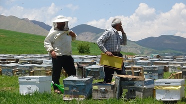 Yüksekova'da Bal Verimi Artıyor