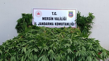 Bozyazı'da 402 Kök Kenevir Ele Geçirildi