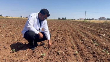 Şanlıurfa'da Pamuk Tarlalarına Zararlı Böcek Tehdidi