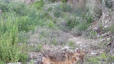 Kastamonu'da Fotokapana Boz Ayı ve Çakal Yansıdı