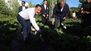 Lezzetiyle damaklarda tat bırakan çilekte 10 bin 900 ton rekolte bekleniyor