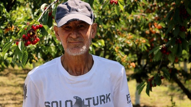 Tekirdağ Kirazında Rekor Beklentisi