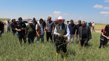 Buğday Rekoltesinde Artış Bekleniyor