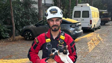 Kedi Çam Ağacında Mahsur Kaldı