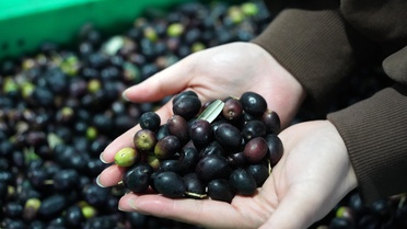 Wudu Bölgesi Zeytin Üretiminde Öncü