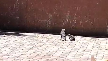 Arnavutköy'de okulun havalandırma boşluğuna düşen karga yavrusu kurtarıldı