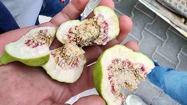 Buharkent'te İlek Denetimleri Sürüyor