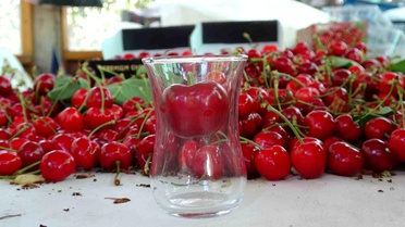 Lapseki'de Çay Bardağına Sığmayan Kiraz Hasadı Başladı